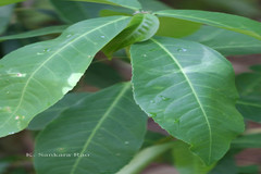 Croton roxburghii